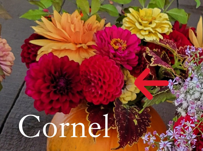 Cornel