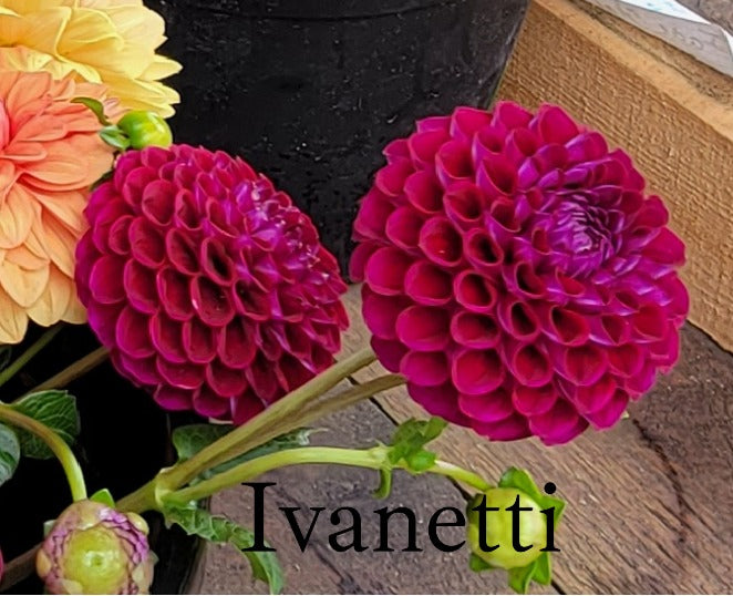 Ivanetti