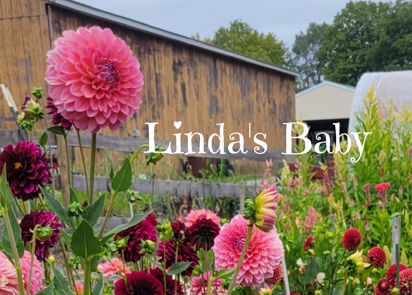Linda's Baby