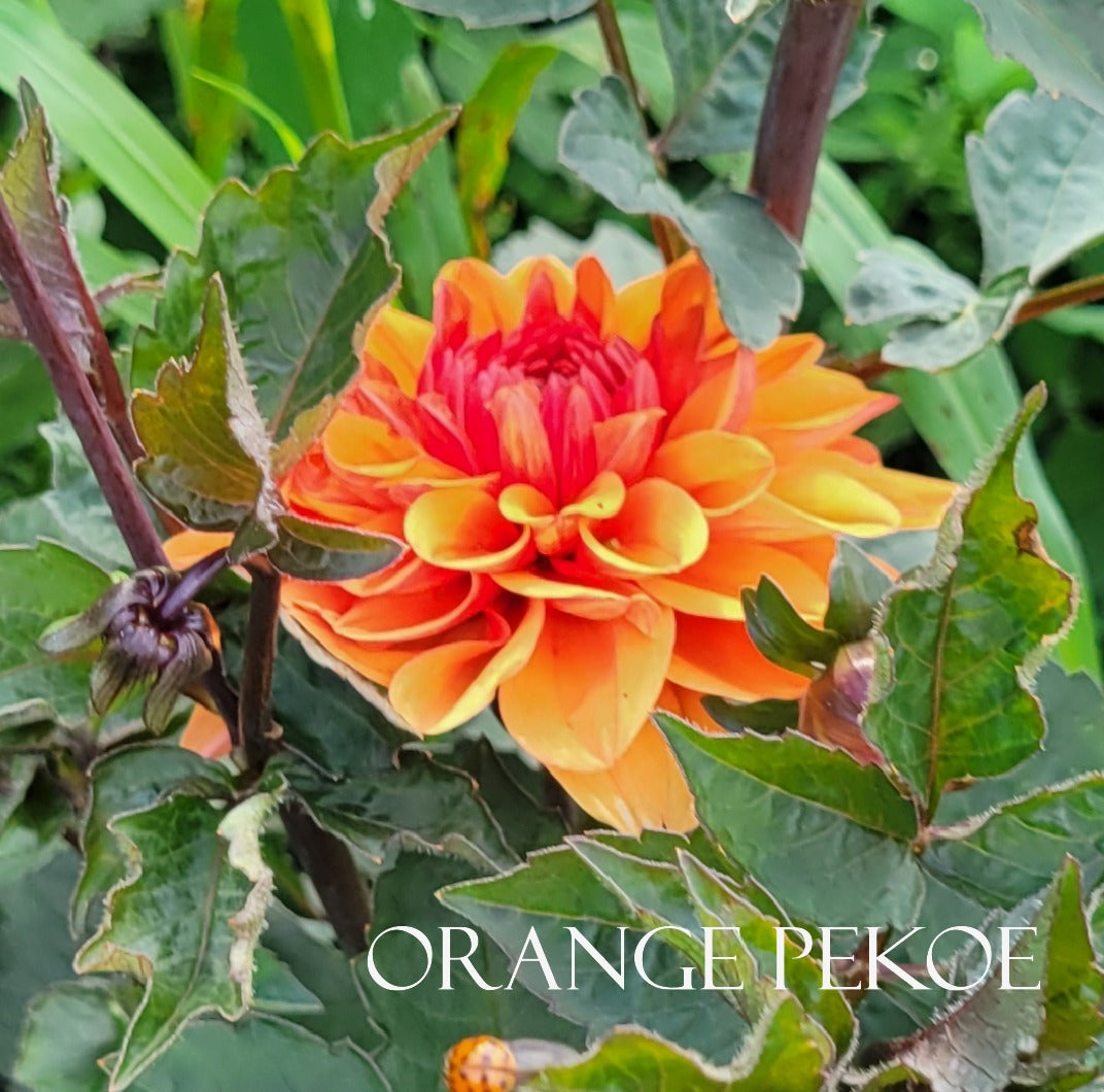 Orange Pekoe