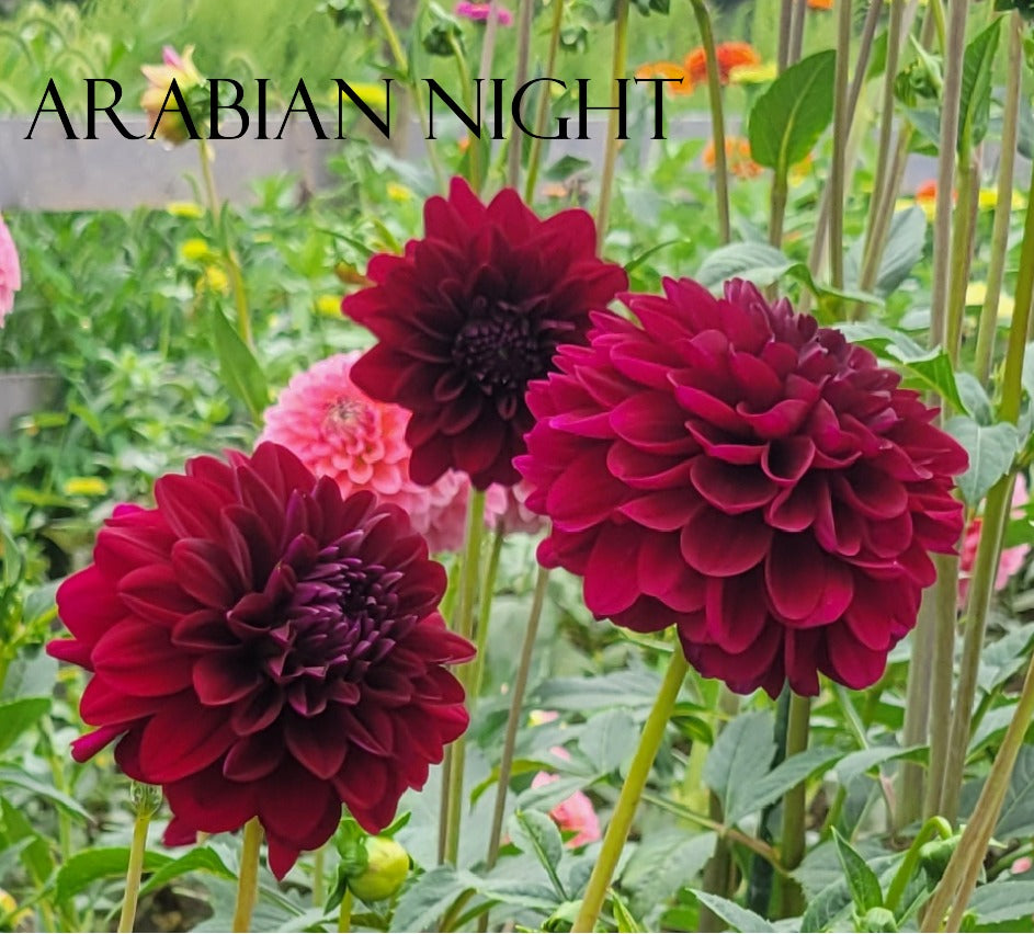 Arabian Night