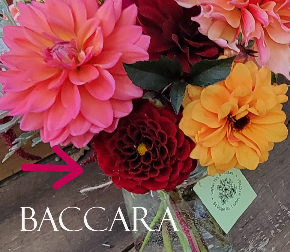 Baccara