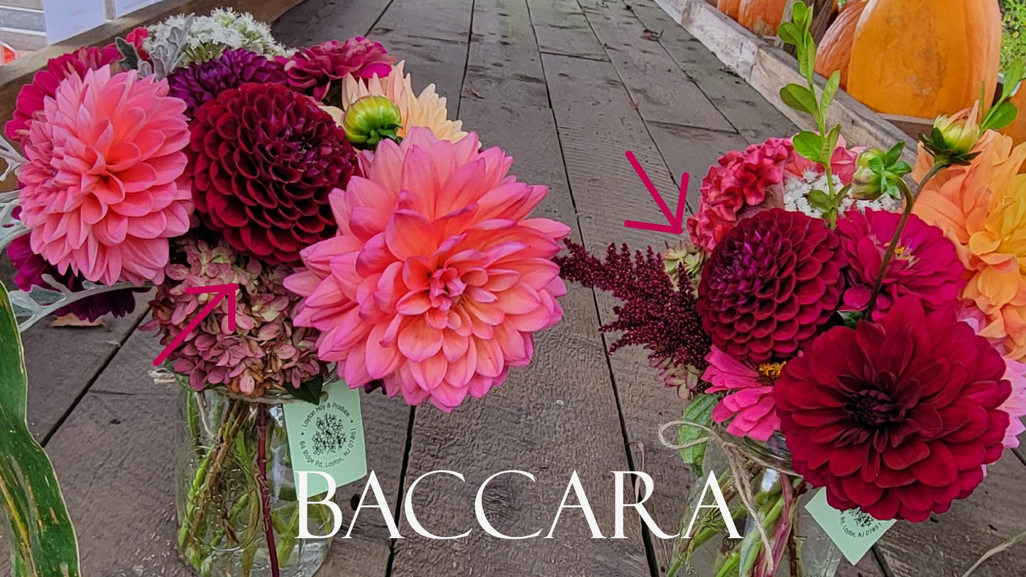 Baccara