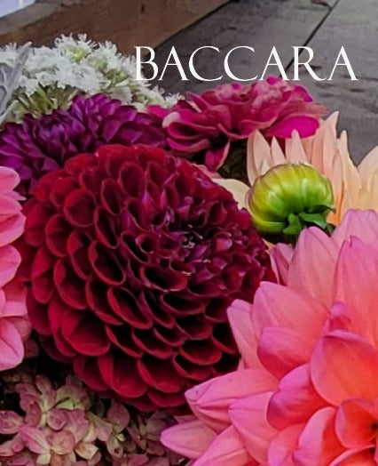 Baccara