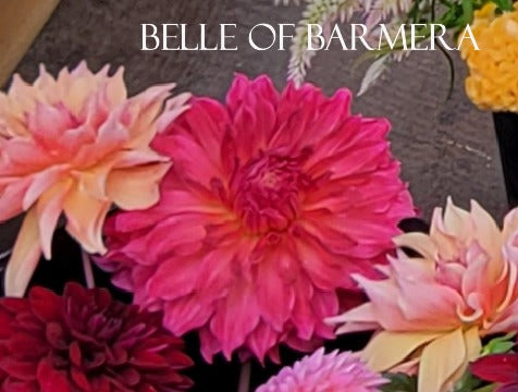 Belle of Barmera