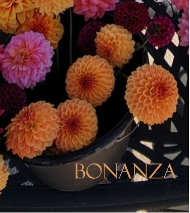 Bonanza