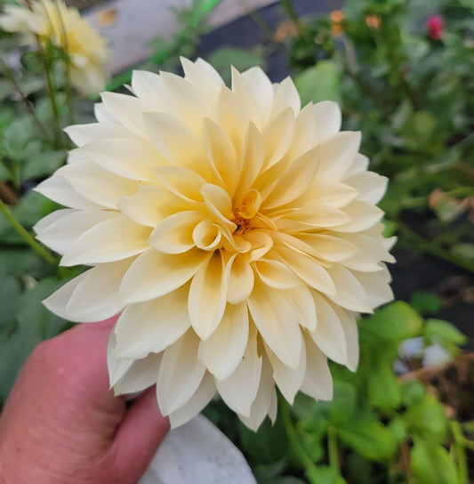 Cafe au lait mini aka Jolene